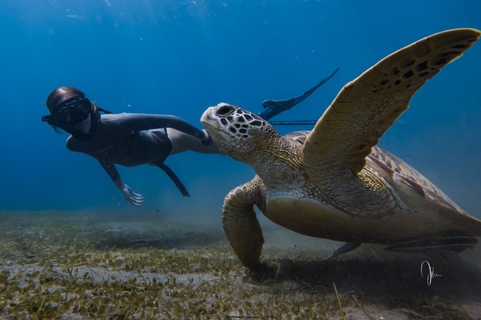 Freediver swimming with a sea turtle near Sumberkima